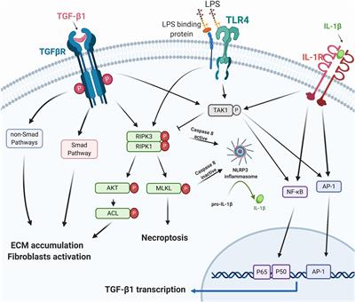 RIPK3: A New Player in Renal Fibrosis